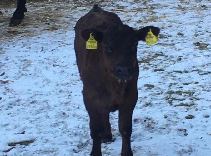 Haus Stefan 팜스테이 *