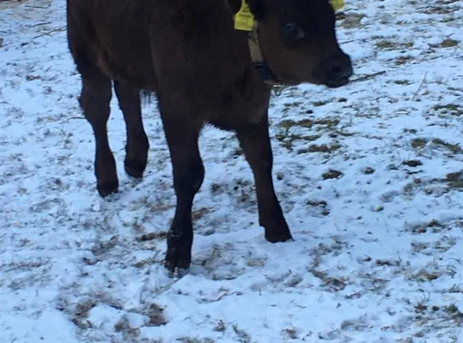 Haus Stefan Alojamento de Turismo Rural *